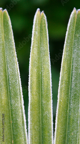 feuille de palmier gelée en hiver photo