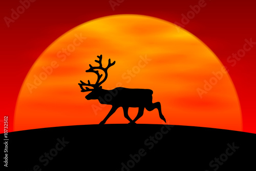 elch im sonnenuntergang