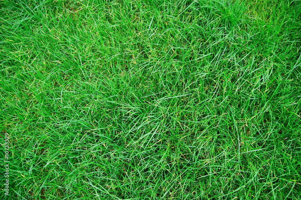 grass texture grass texture