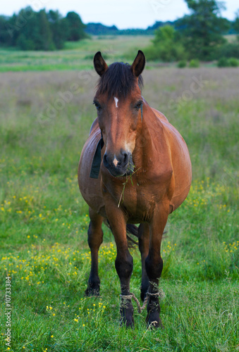 horse on meadow © wildman