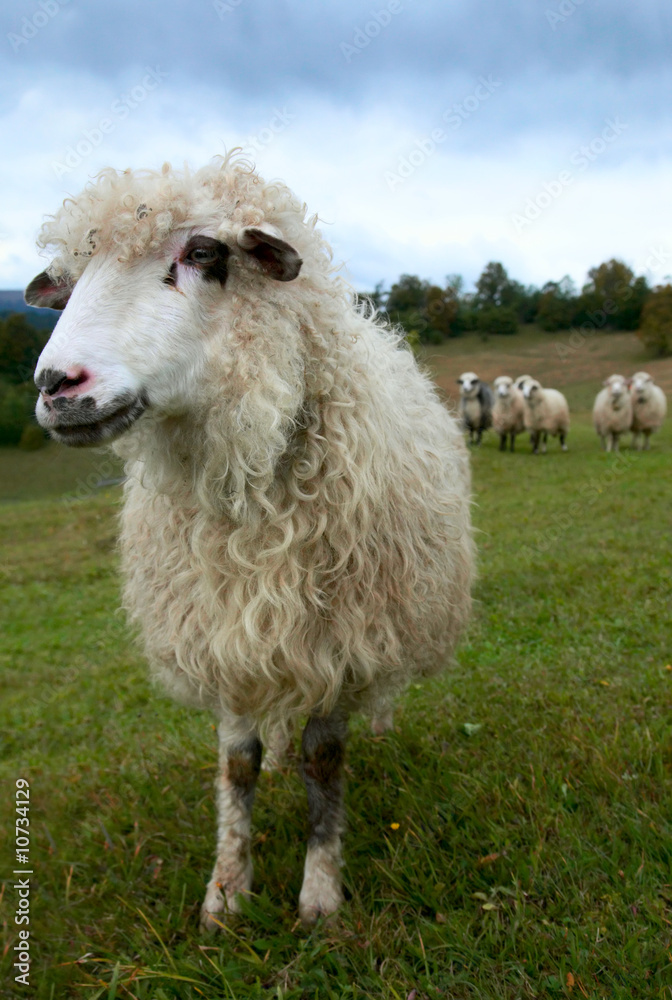 Sheep in mountain