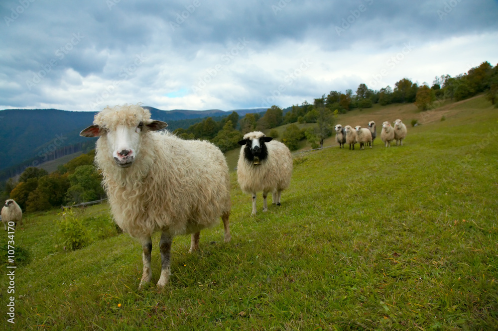 Obraz premium Sheep in mountain
