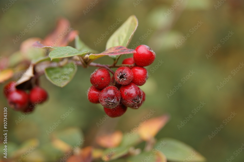 rote beeren rote beeren