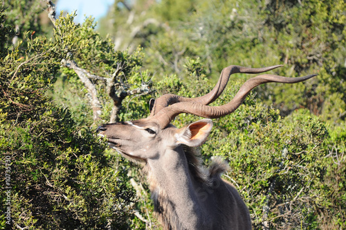 Fototapeta Naklejka Na Ścianę i Meble -  male kudu antelope