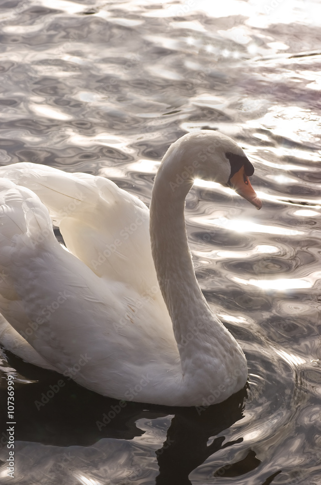 Obraz premium White swan