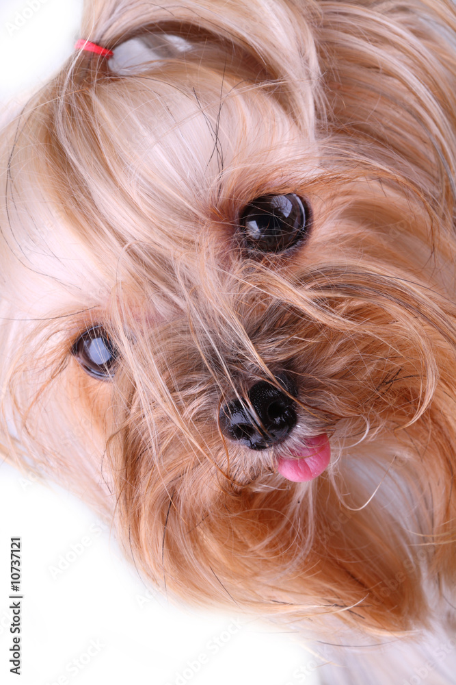 Naklejka premium Yorkshire Terrier
