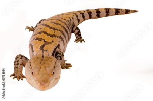 Blue tongued skink