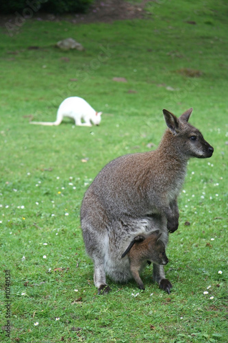 Mother and baby kangaroos