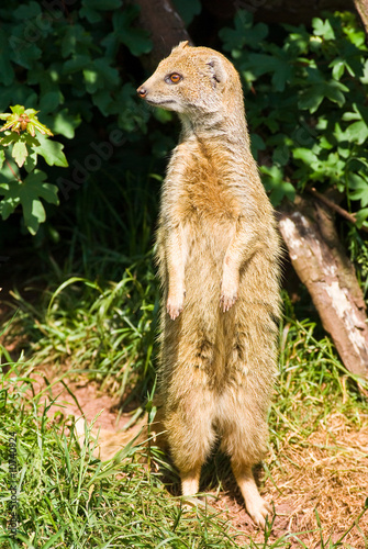 Yellow Mongoose photo