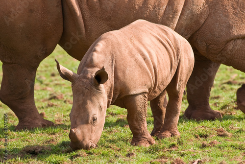 White Rhino Calf