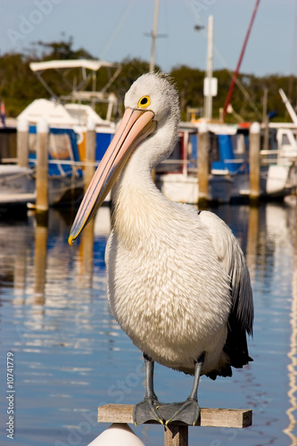 Pelican on a Perch photo