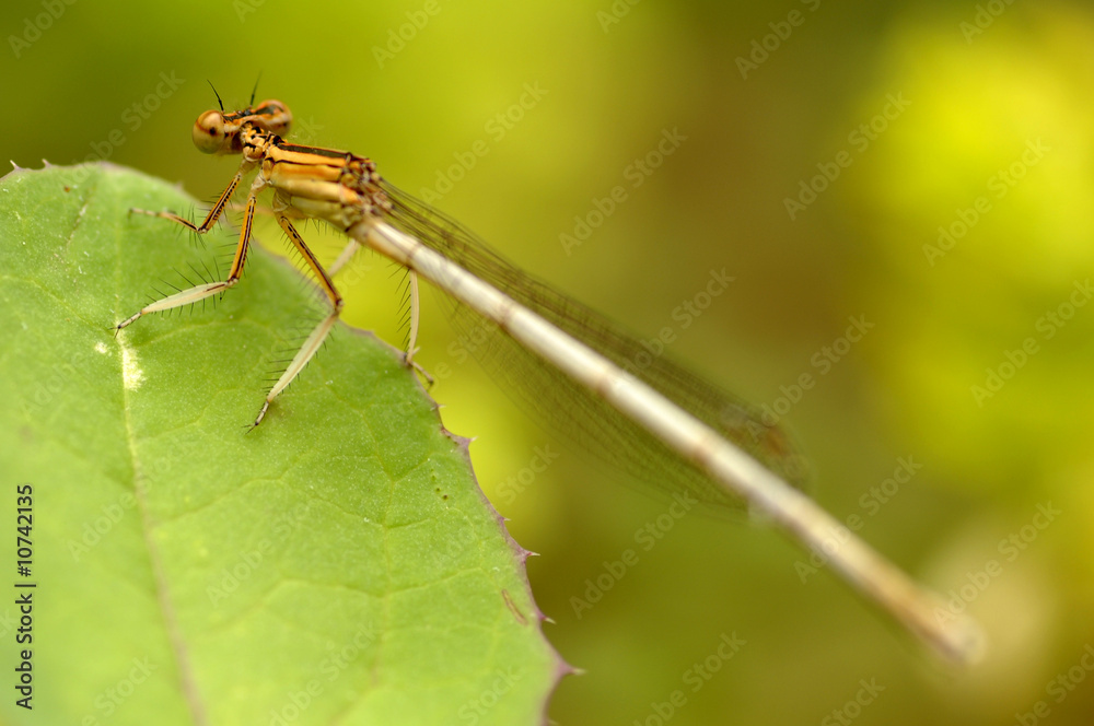 Demoiselle Demoiselle