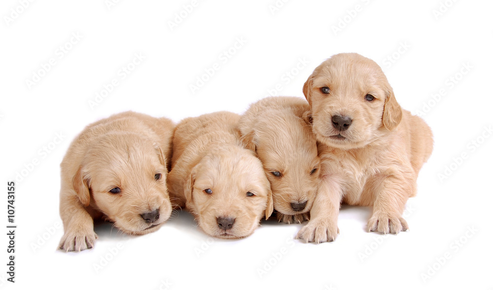 Four Puppies Four Puppies
