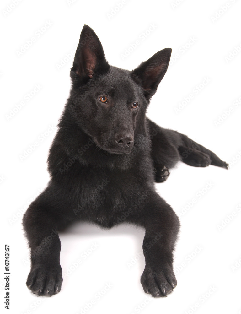 Black German Shepherd Puppy Black German Shepherd Puppy