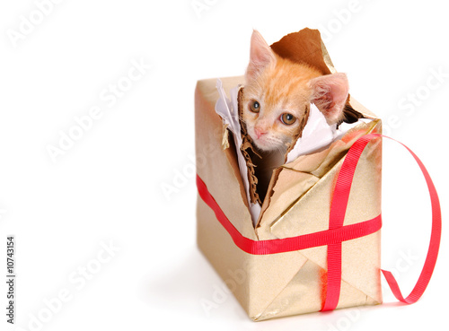 Bored kitty in present.