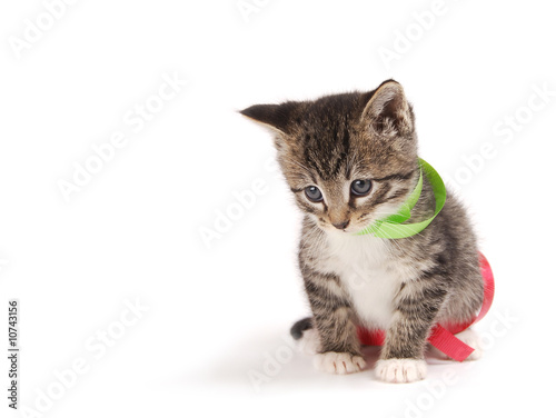 Bored kitty with ribbons.