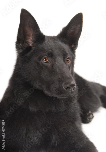 Black German Shepherd Puppy