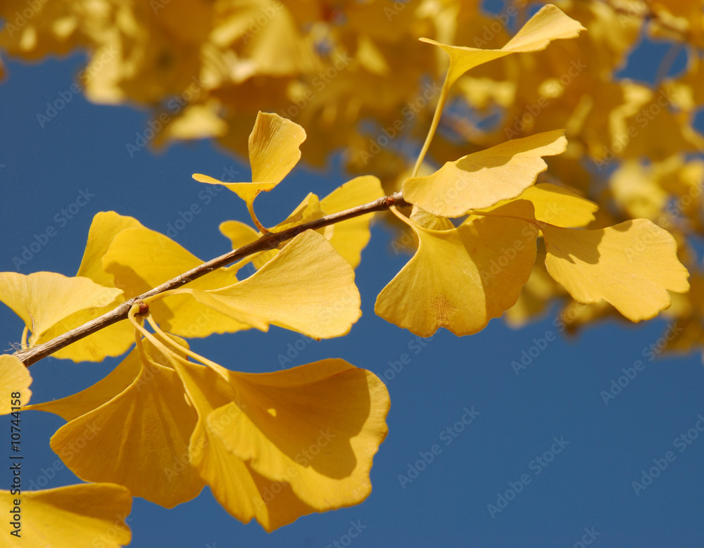 Fototapeta premium Ginkgo biloba