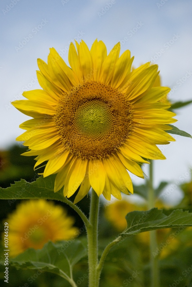 small farm Sunflower