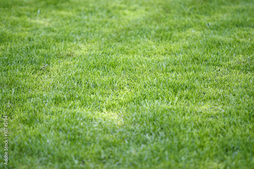 grass field new 2