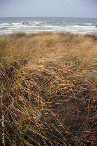 Düne auf Hiddensee, Mecklenburg-Vorpommern