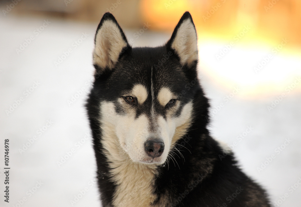 Beauty husky dog portrait