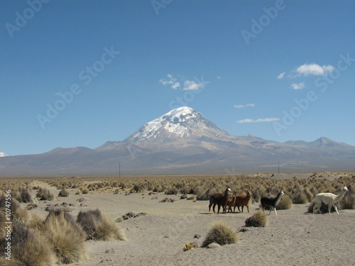 sajama