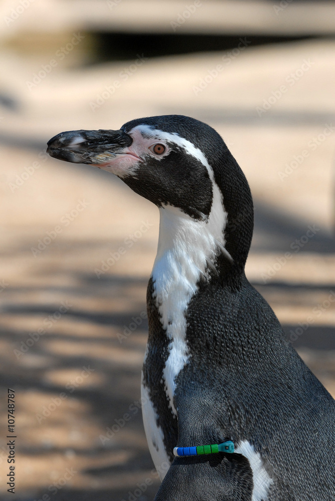 Obraz premium humbolt-pinguine, pinguin, Spheniscus humboldti
