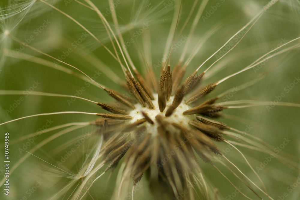 Fototapeta premium Pusteblume