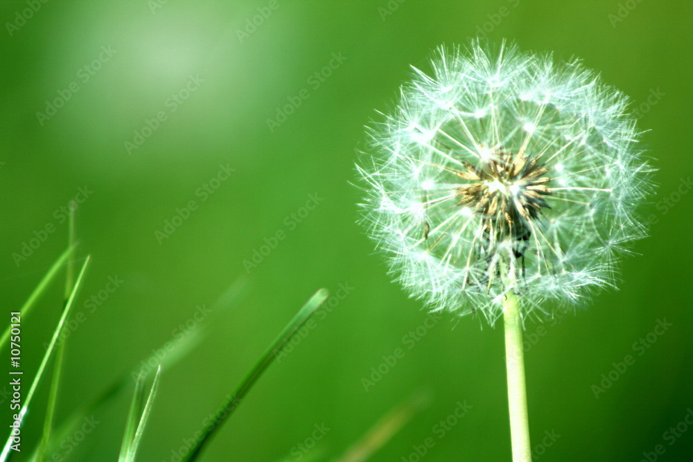 Fototapeta premium pissenlit