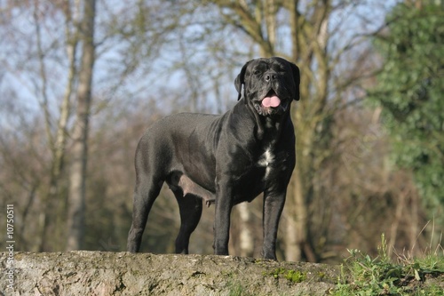 Madame Cane Corso nous regarde fixement