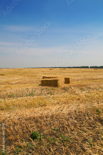 golden field with hay rolls