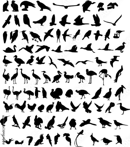 Fototapeta Naklejka Na Ścianę i Meble -  100 Birds