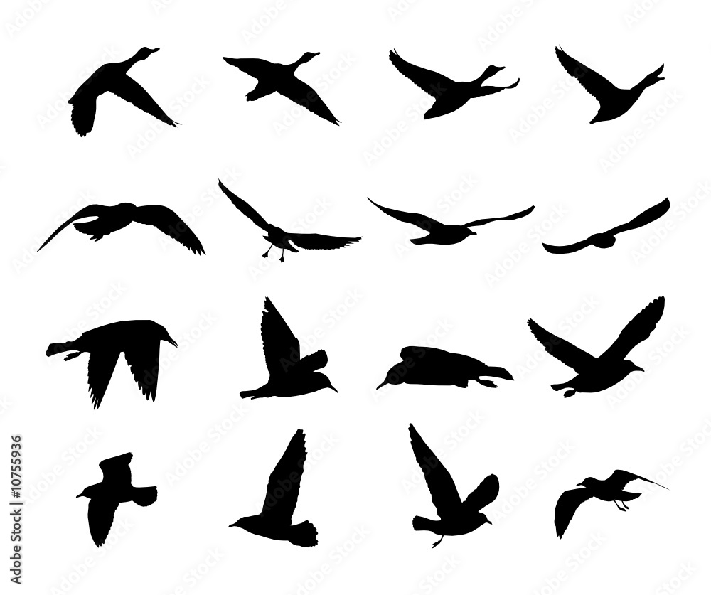 Obraz premium silhouettes of flying birds -vector