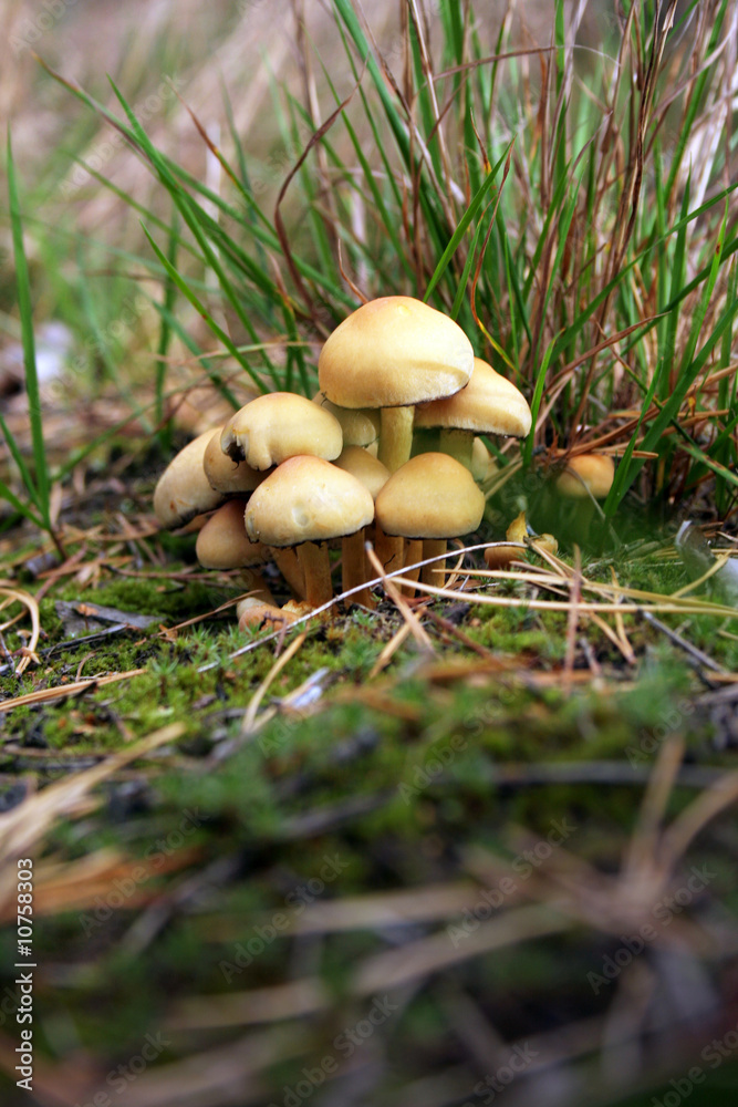 Waldpilze Waldpilze