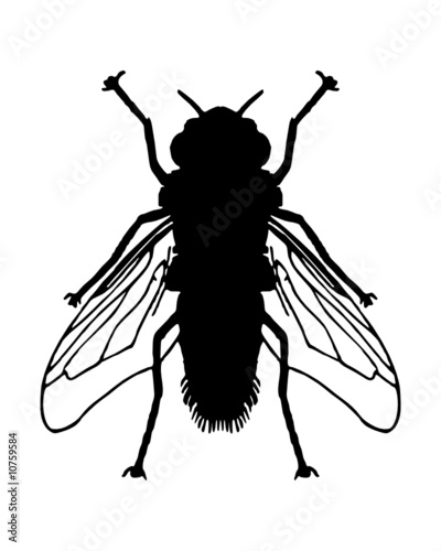 Fliege