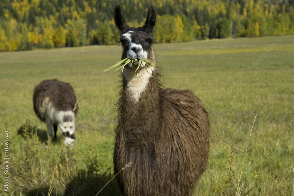 Fototapeta premium Llama eating grass