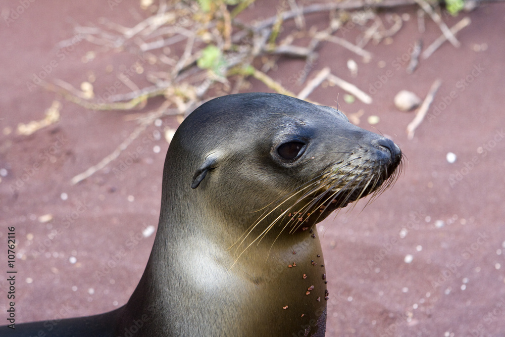 Fototapeta premium Sealion in the Galapagos Islands