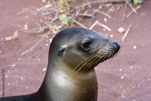 Sealion in the Galapagos Islands