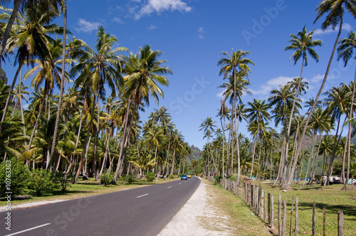 Road through coconut plantation, Moorea, French Polynesia