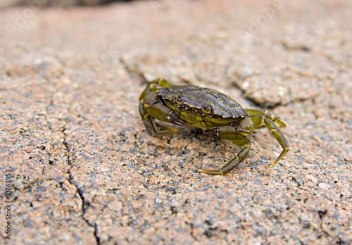 small green crab