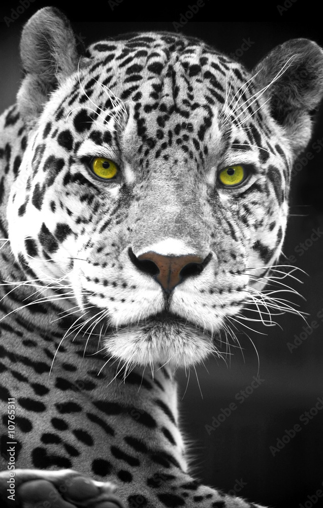 Naklejka premium Close up Leopard Portrait