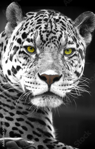 Close up Leopard Portrait
