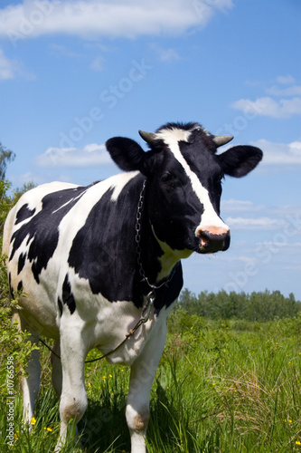 Cow in the field © Elena Blokhina