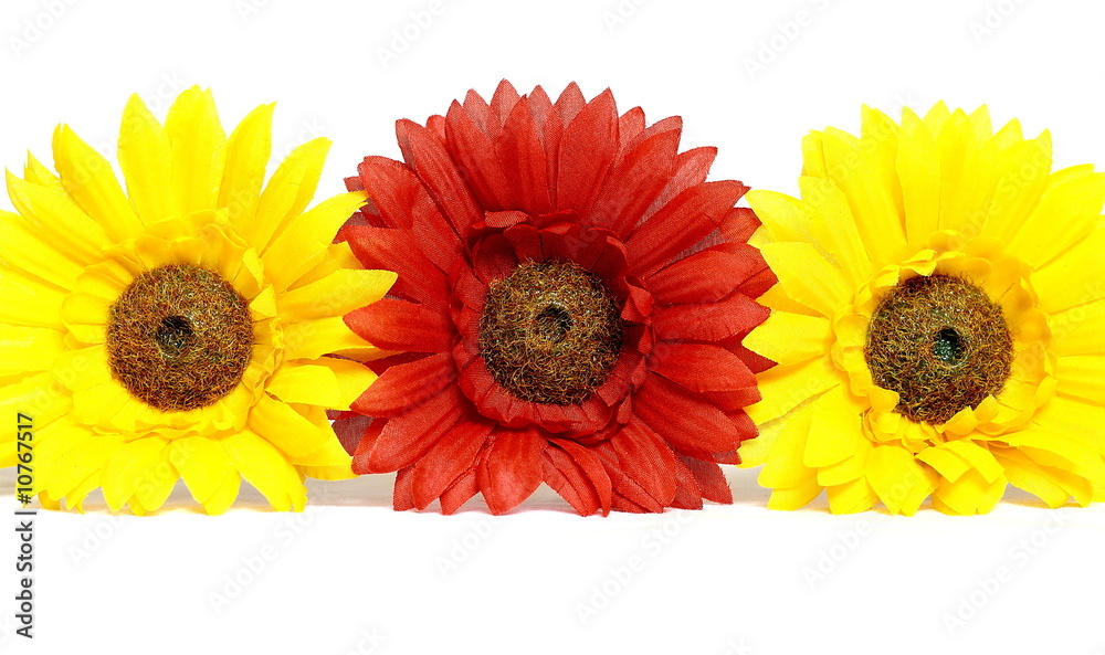 the Flower on a white background the Flower on a white background