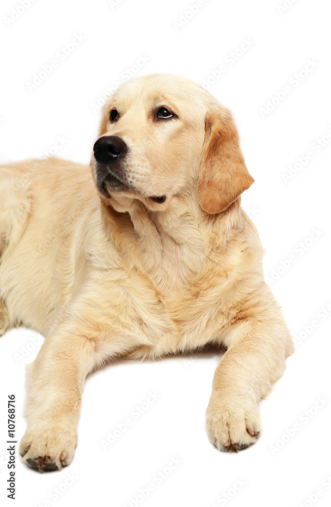 Portrait of the Golden Retriever Portrait of the Golden Retriever