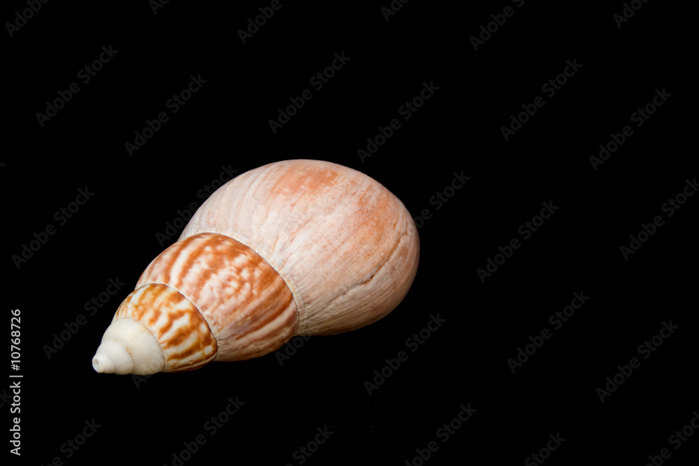 Seashell Seashell