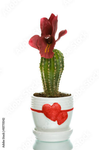 Cactus in flowerpot with heart shapes