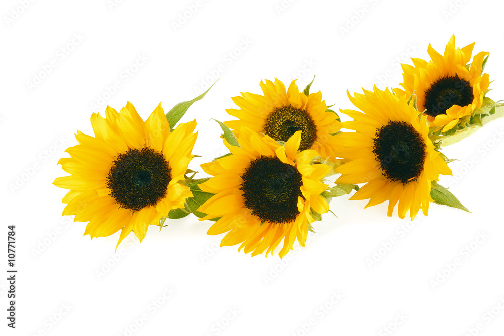 Obraz premium Tournesols