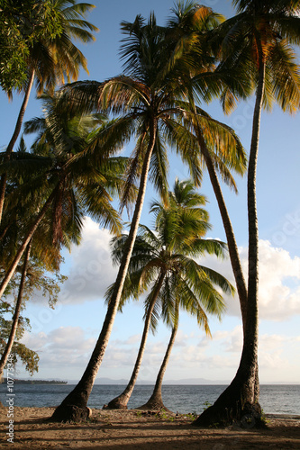 Caribbean Landscape